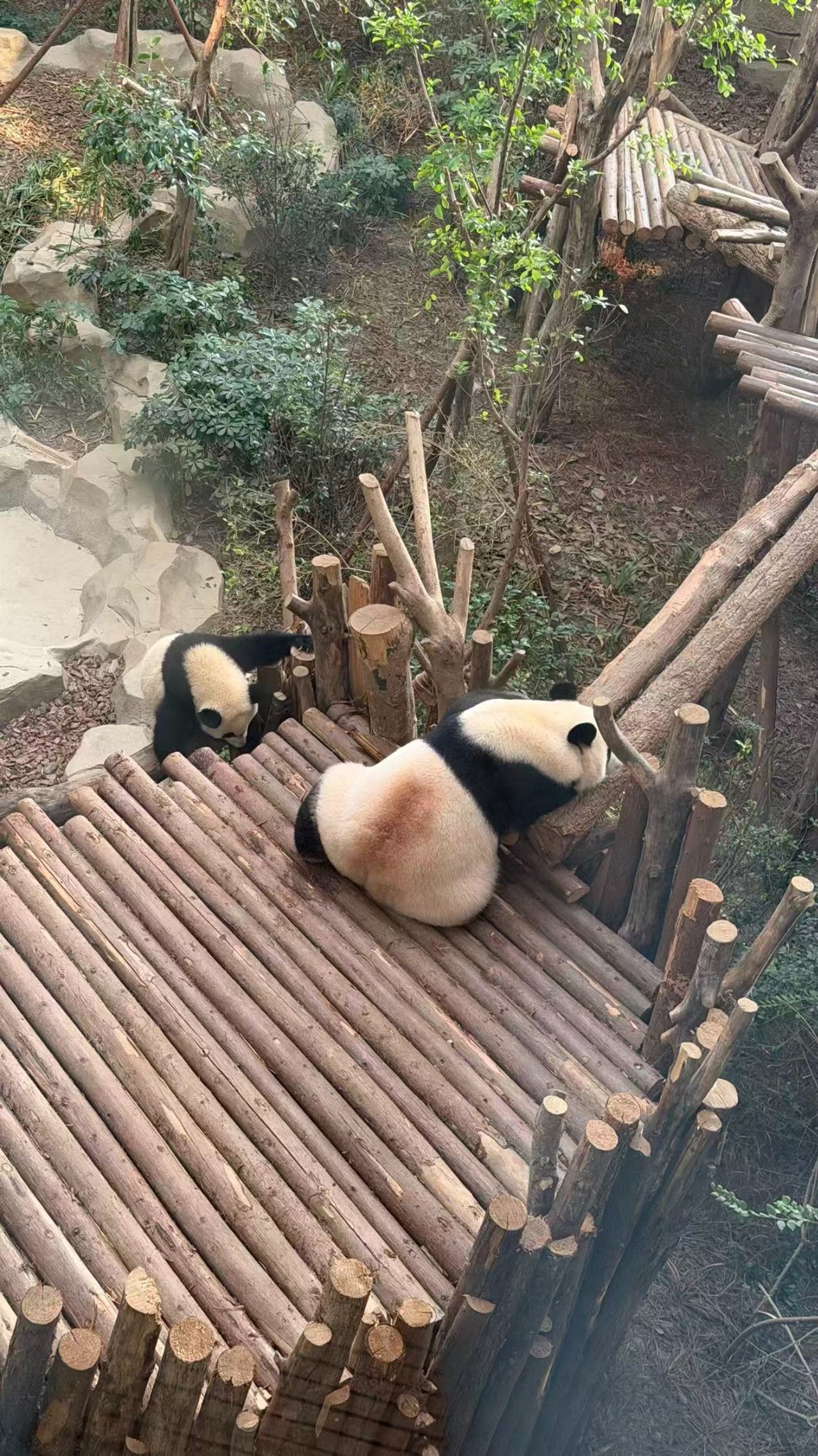 Chengdu Panda Base & Shuyanfu Day Tour with Han Culture Show