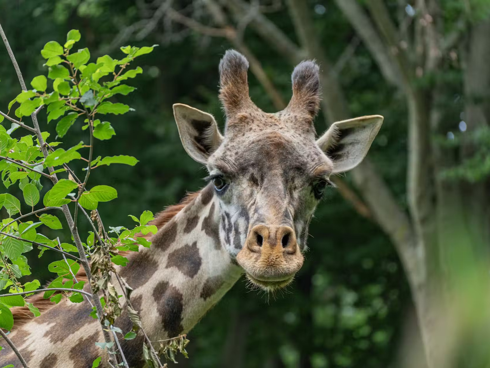 在長頸鹿草原 (Giraffe Savannah) 欣賞高聳的馬賽長頸鹿，為家庭和動物愛好者創造難忘的回憶
