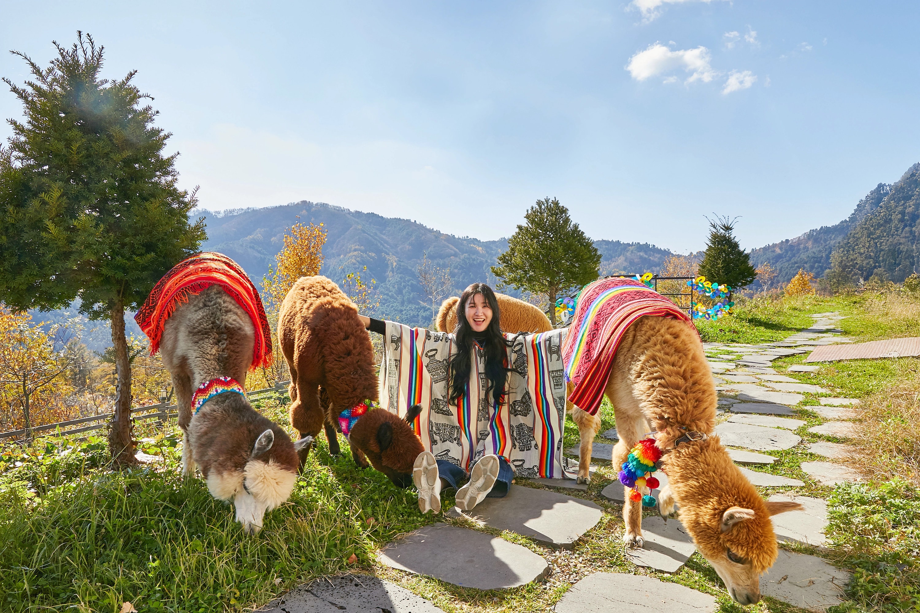 與可愛的羊駝近距離接觸，盡享大自然的療癒時光。