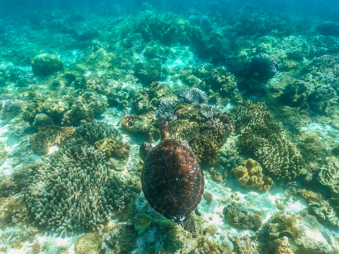 Pamilacan Island Tour in Bohol