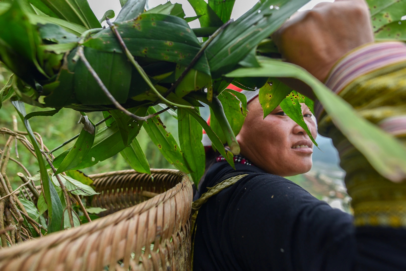 沙巴：紅瑤族草藥足浴和採葉之旅