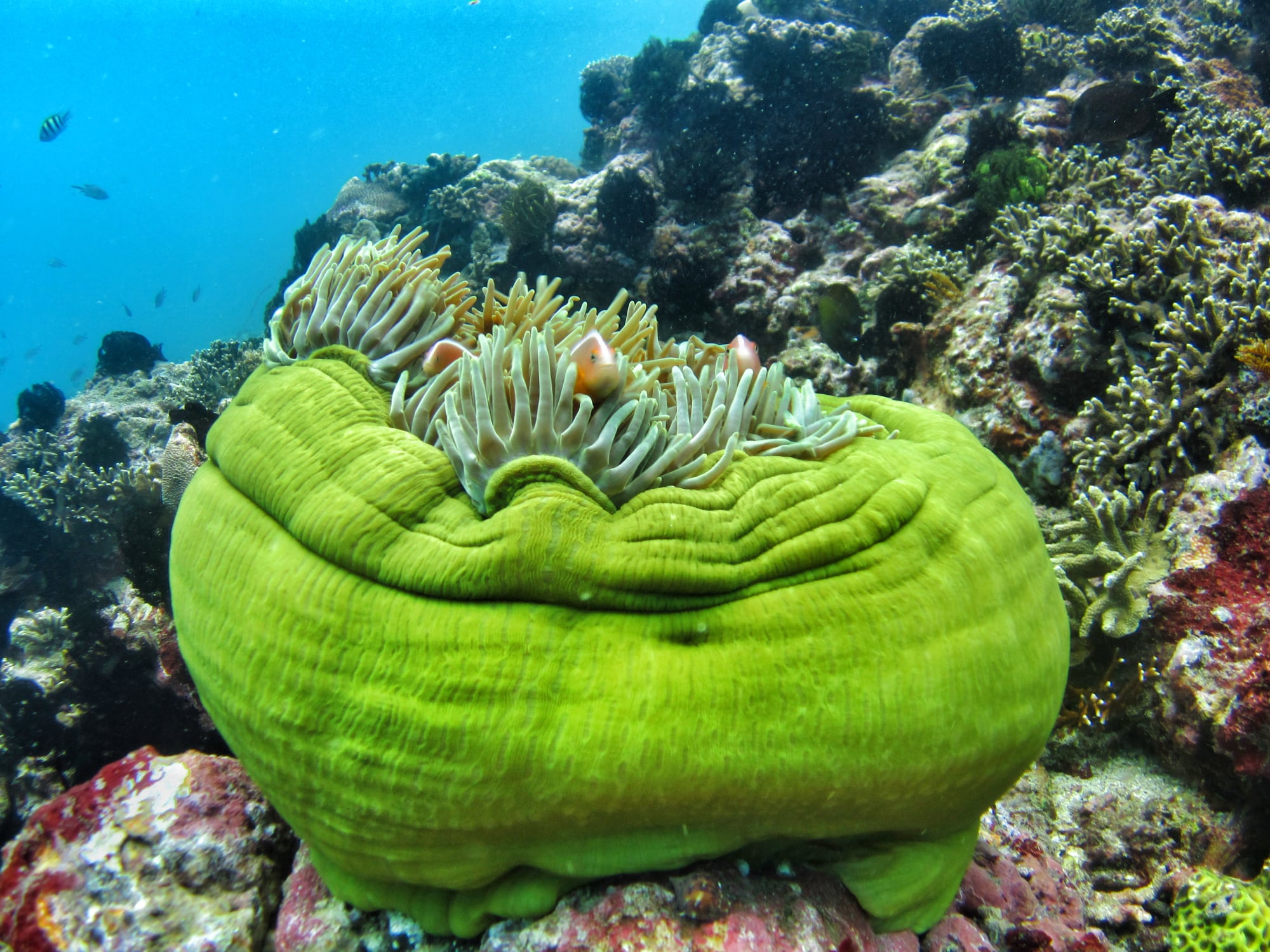 峇里島 Padang Bai PADI 五星潛水中心潛水體驗（2次）