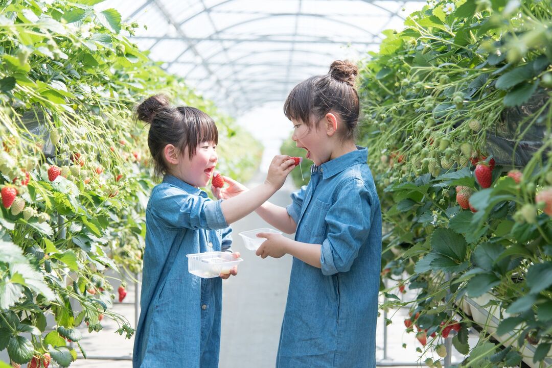 品嘗香甜多汁的草莓