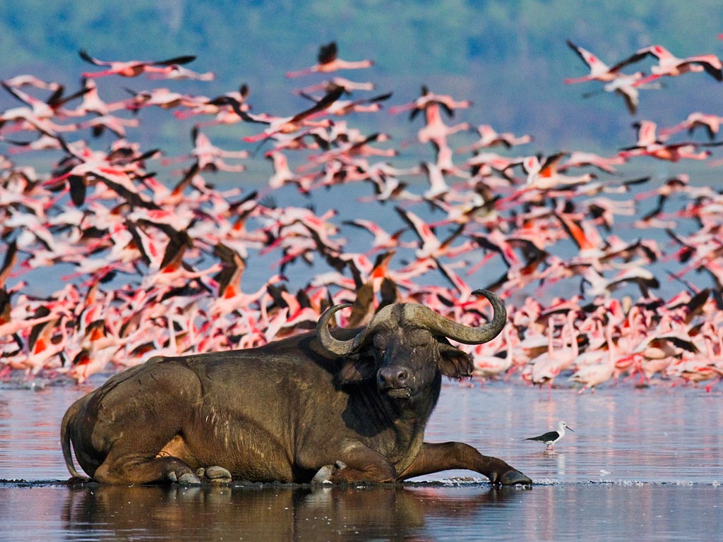 8 Days of Wildlife & Wonder: Kenya’s Best Safari Destinations