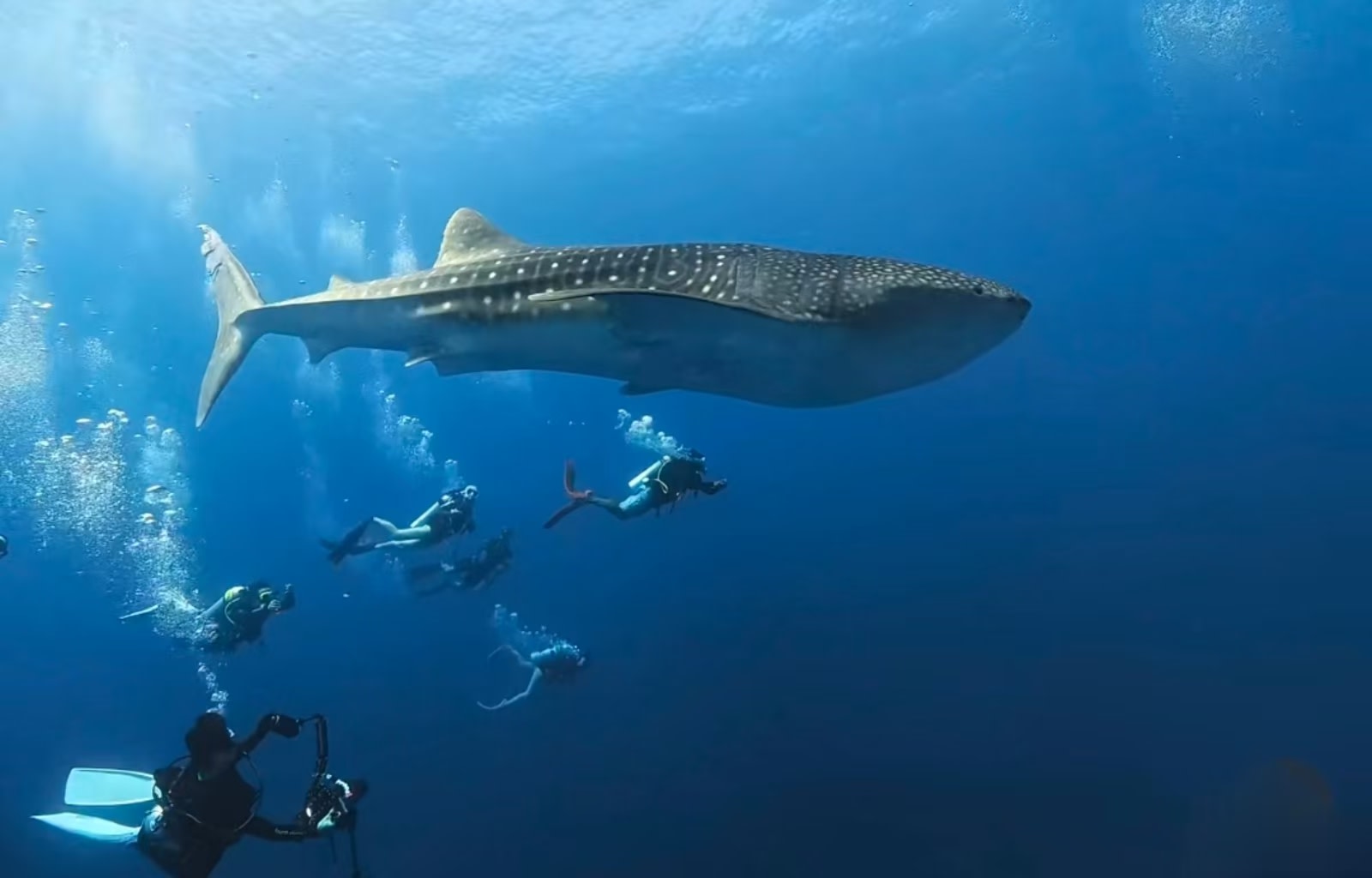 Okinawa Blue Cave Snorkeling + Whale Shark Swimming/Diving Day Trip (Includes Pickup + Lunch)