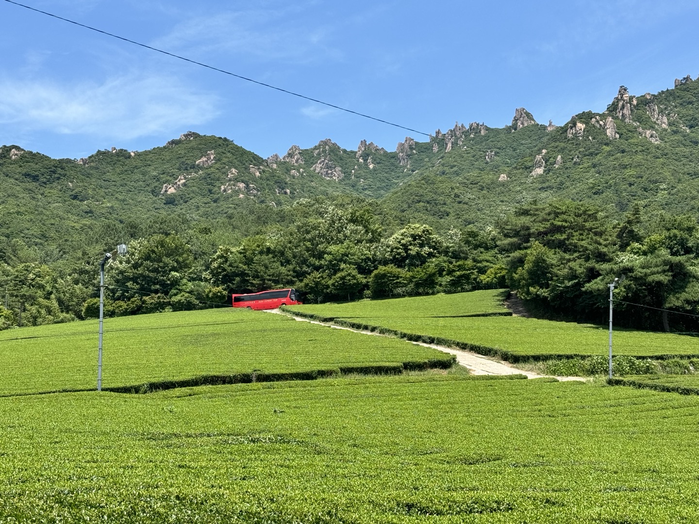 韓國光州出發 - 寶城 & 康津綠茶一日遊