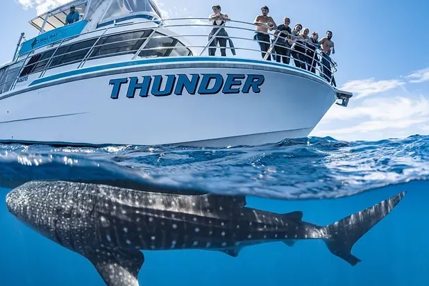 Swim with Whale Sharks at Ningaloo Reef