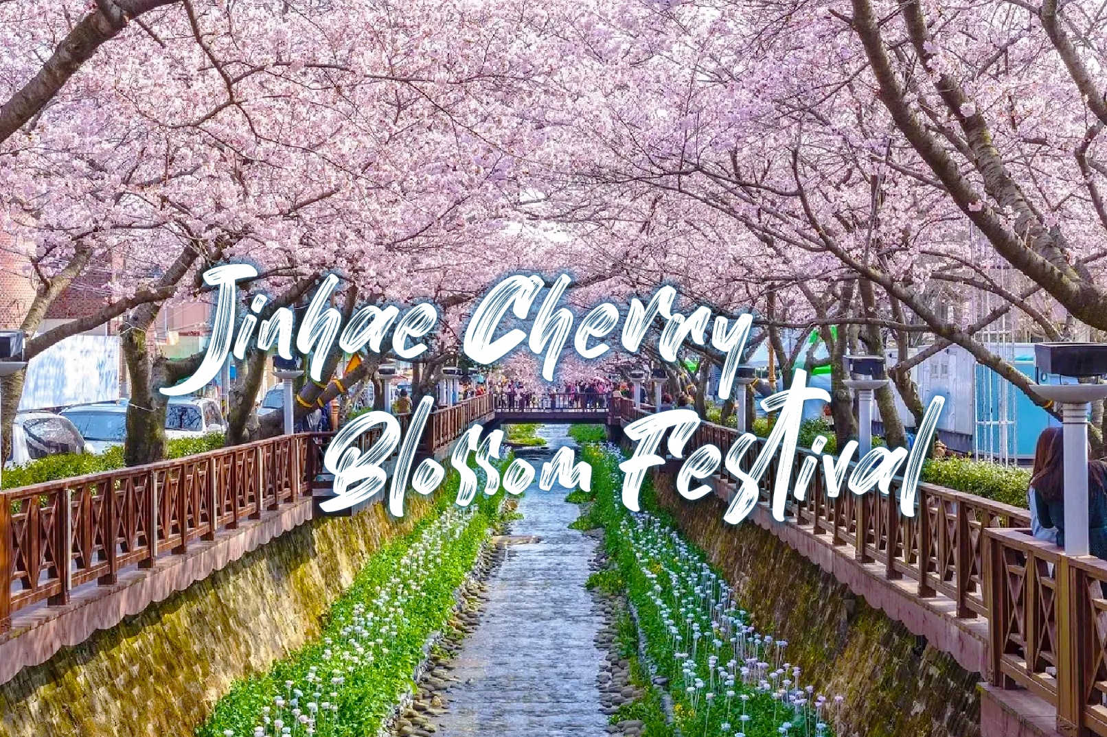 Jinhae Gunhangje Cherry Blossom Festival 1 Day Tour from Seoul/Busan