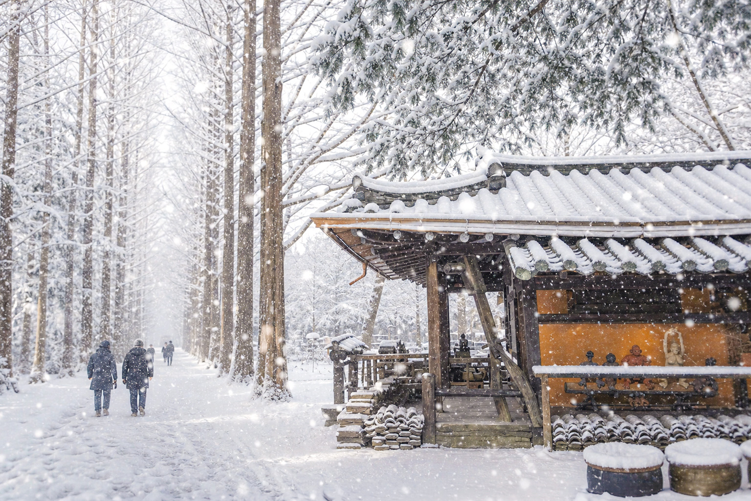 ❄️ 盡情欣賞令人驚歎的冬季美景！