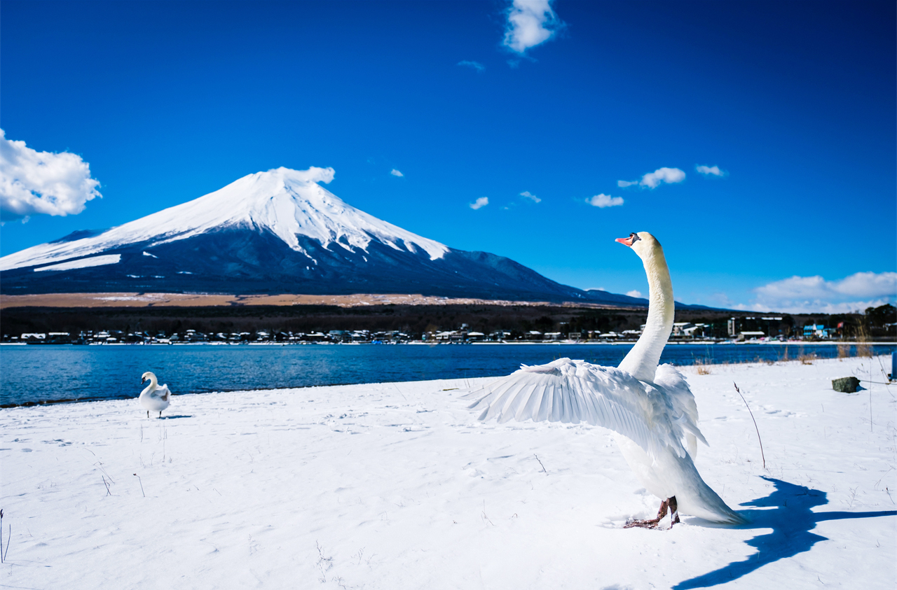 [Four Seasons Only] One-Day Tour of Mt. Fuji and Lake Kawaguchi｜Moss-sakura in Spring, 5th Station in Summer｜Maple Leaf Corridor in Autumn, Snow-capped Peaks in Winter｜Lake Yamanaka Cruise or Hot Springs｜Depart from Tokyo