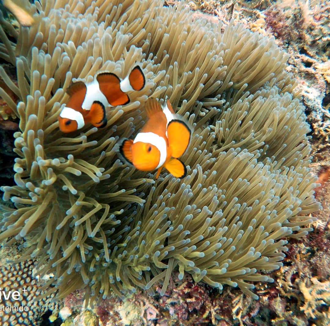 エルニド 1日ダイビングツアー（PADI 5スターセンター）