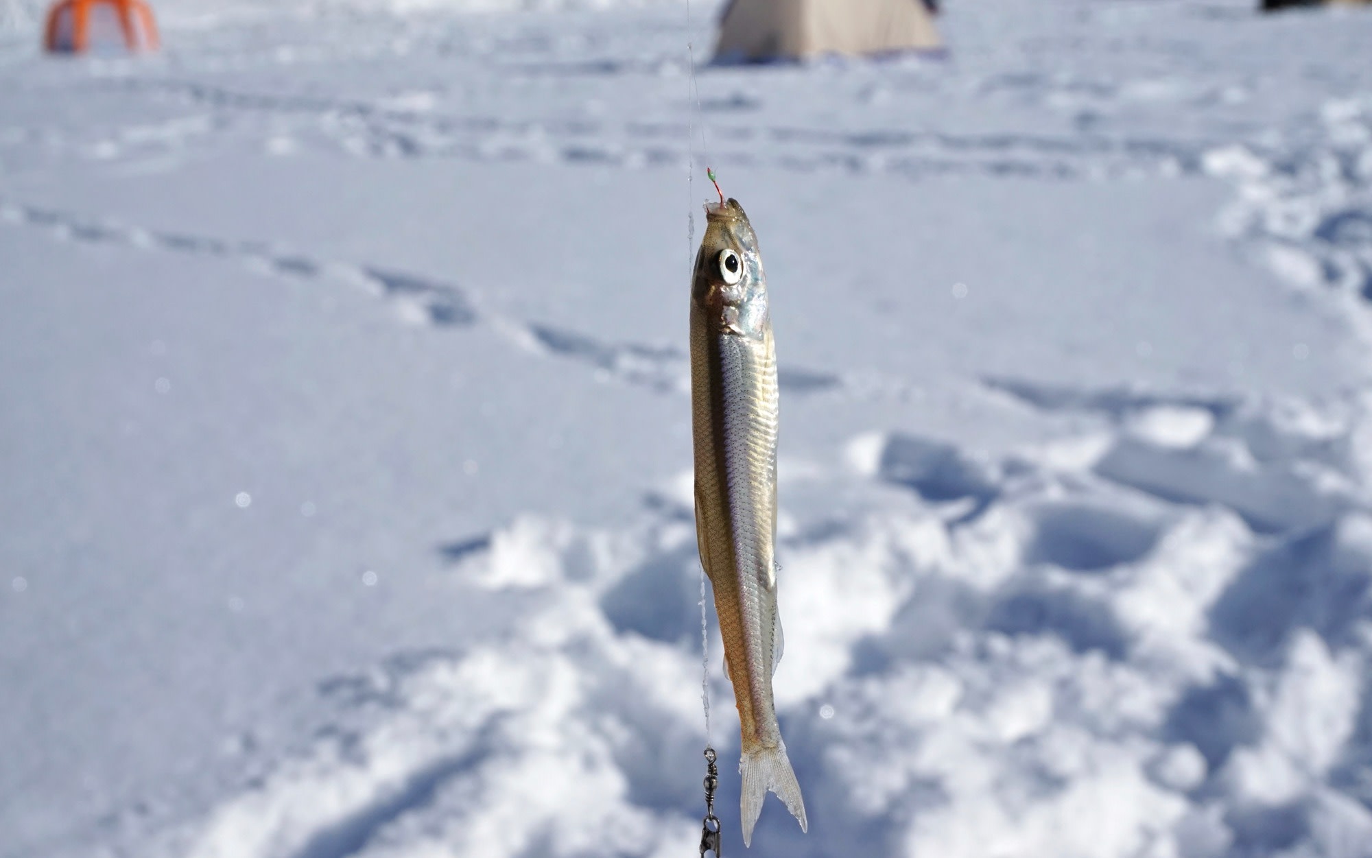 Wakasagi fishing, mid-winter strawberry picking, ROYCE' factory tour (taxi plan for 4 or more people)