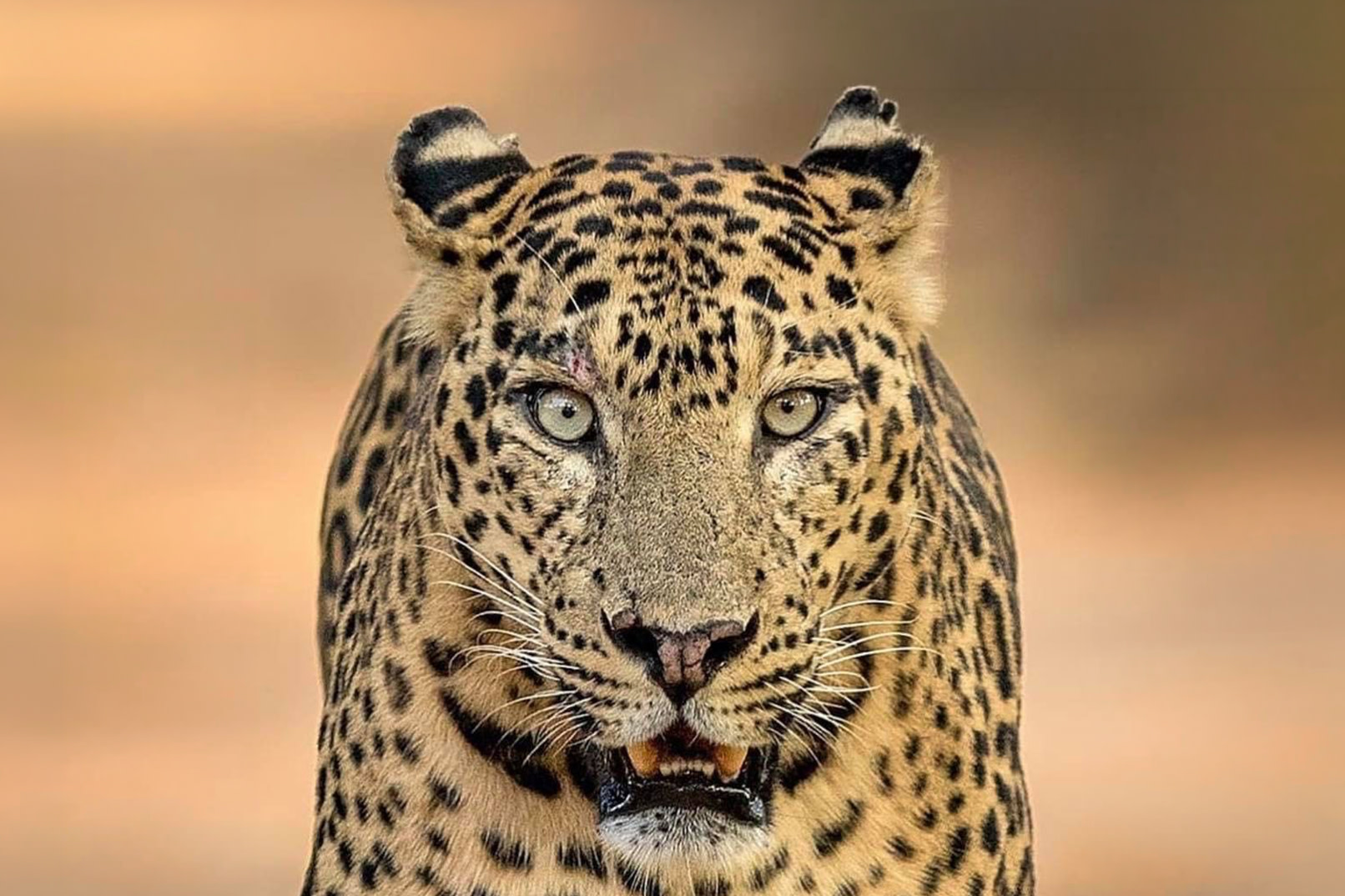 Yala National Park Premium Safari : Private & Shared Jeep Tour