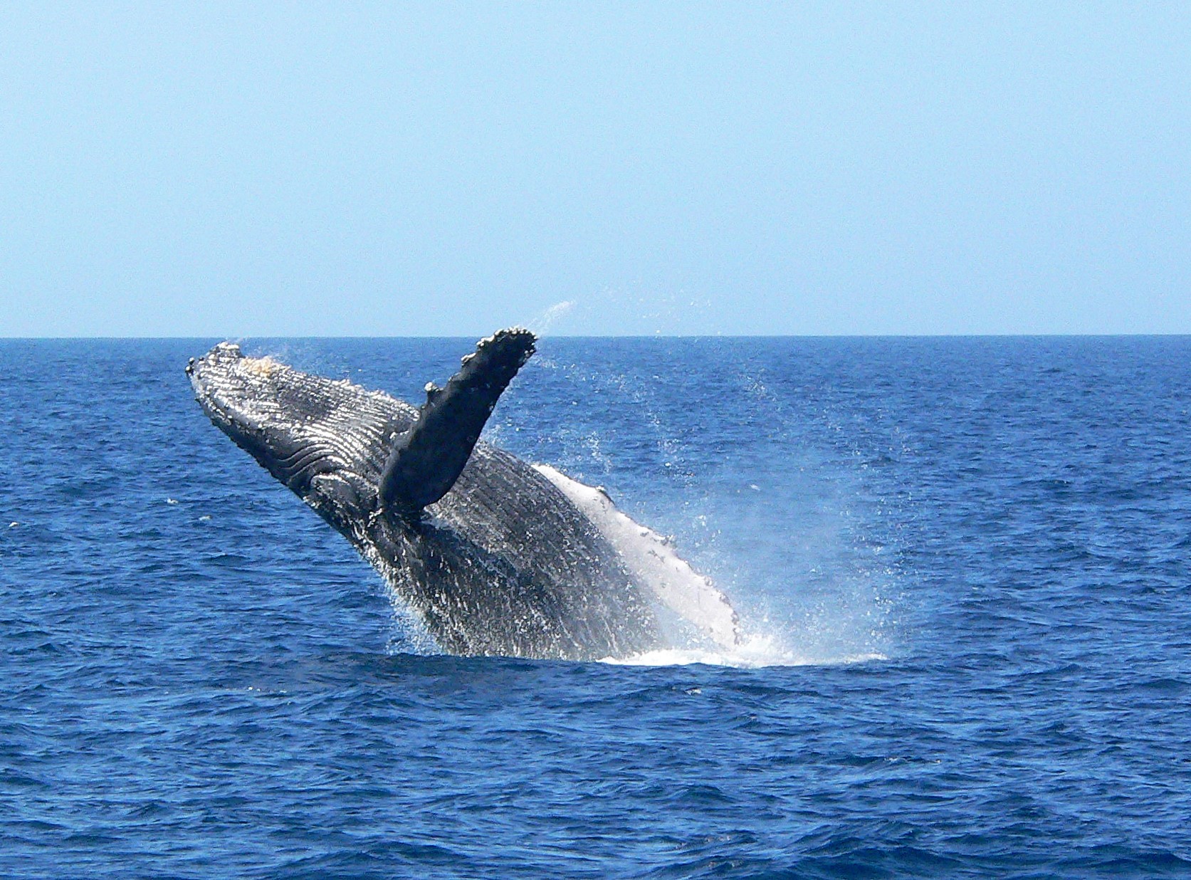  Whale Watching in Okinawa (Naha Departure)
