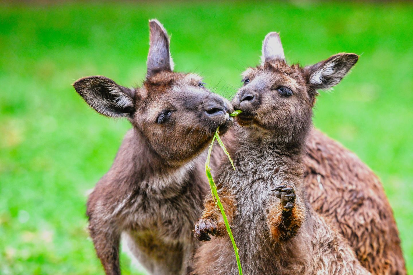 與澳洲動物相遇