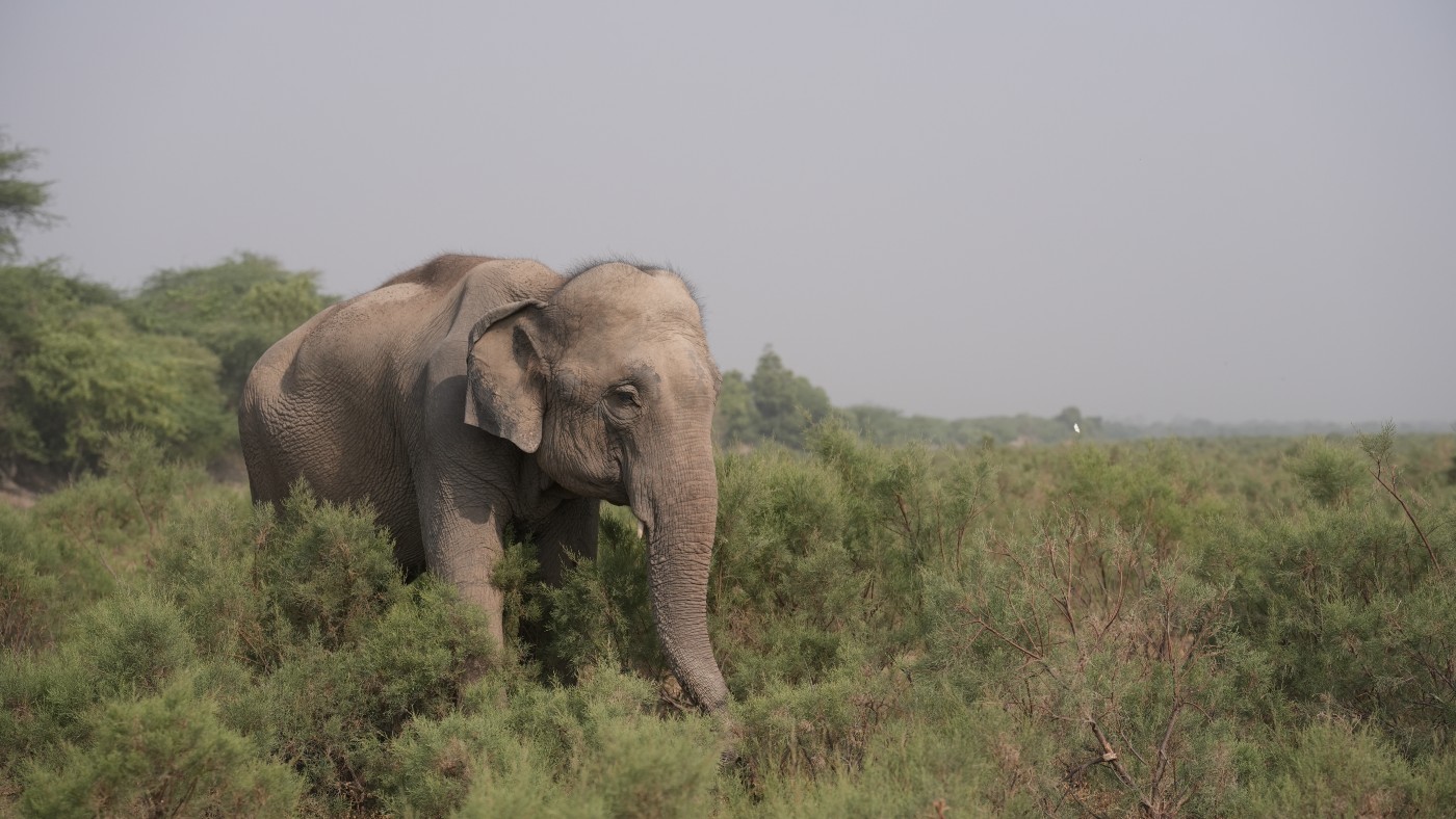 Wildlife SOS Rescue Tour Save & Support Animal