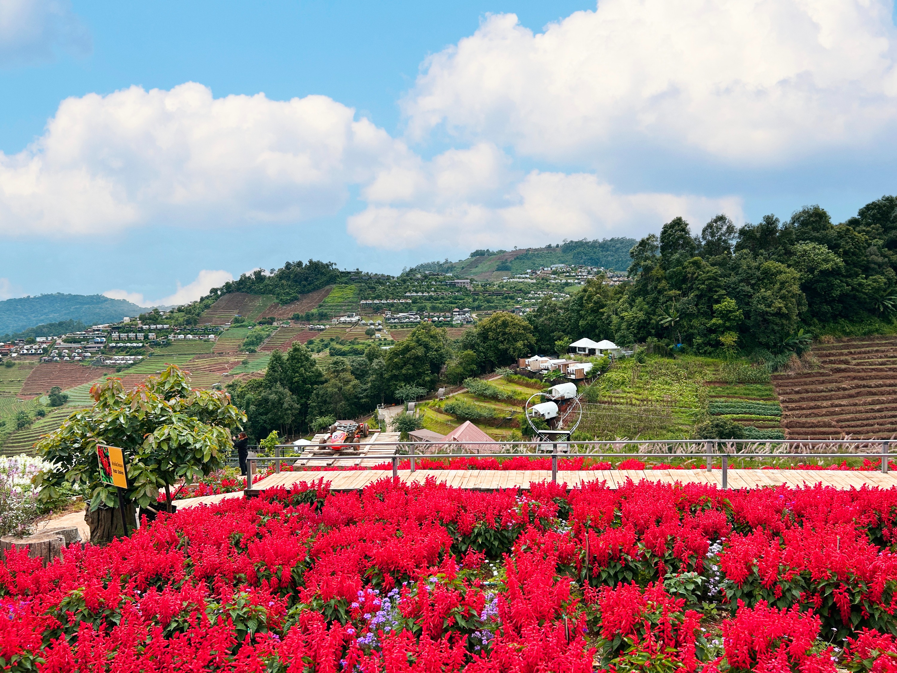 Chiang Mai Serenity: Moncham Retreat & Elephant Sanctuary Adventure