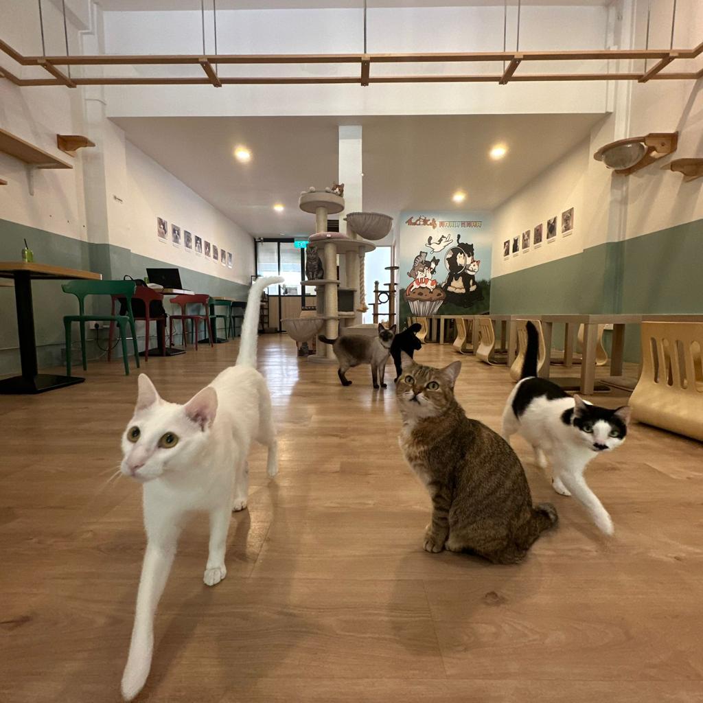 The Cat Cafe優惠券－新加坡