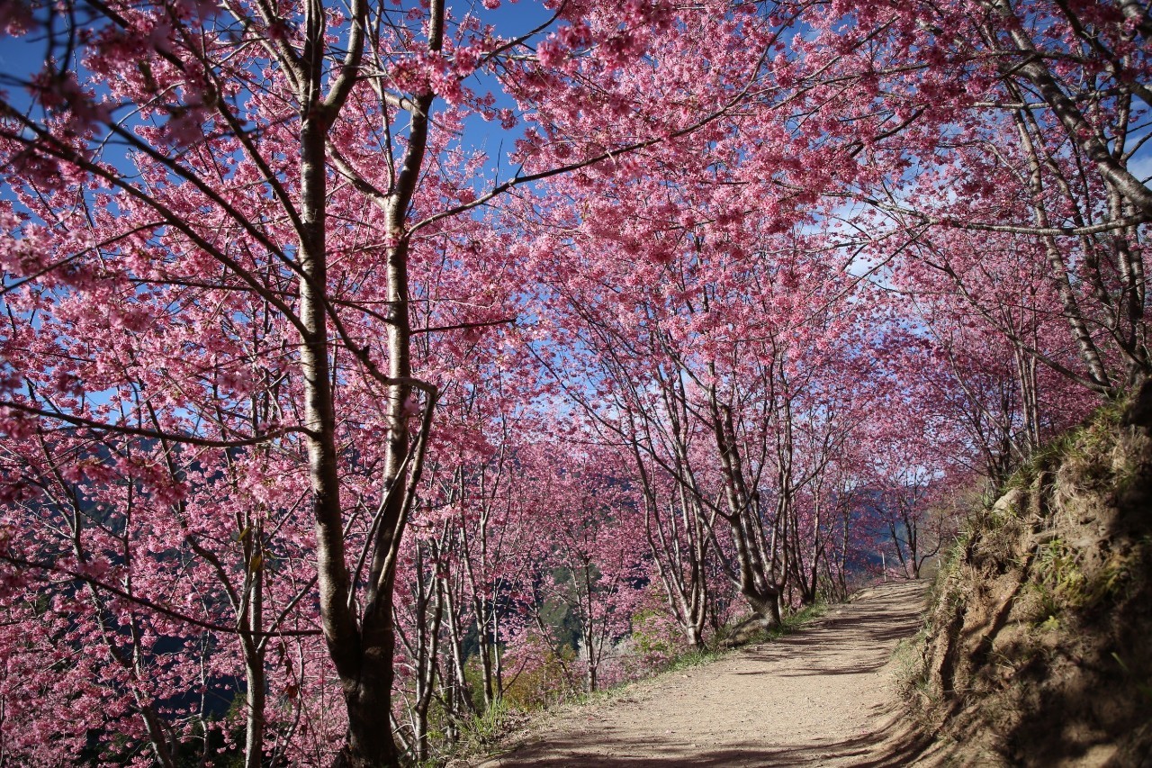 新竹: 司馬庫斯星空露營 / 高山野外私廚體驗 / 原始森林秘境 | 櫻花季 