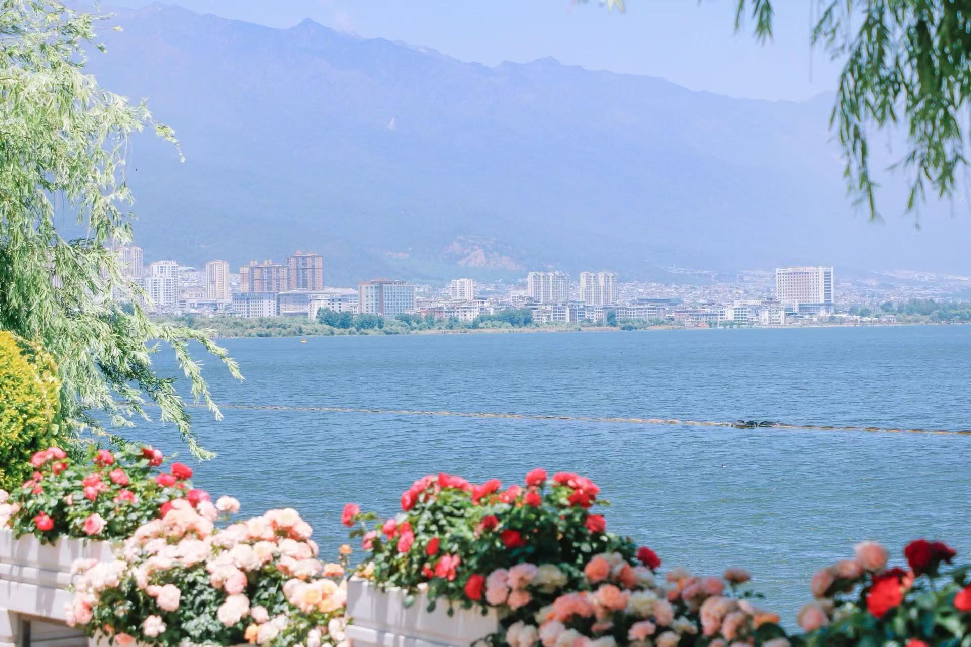 盛放的繽紛月季鋪滿前景，垂柳輕垂。澄澈洱海鋪向遠方，對岸城鎮樓宇錯落，朦朧蒼山矗立天際，陽光通透，繁花湖山相映，滿是溫柔治癒感