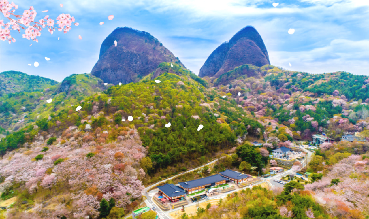 Однодневный тур по горе Майсан в Чонджу с сакурой