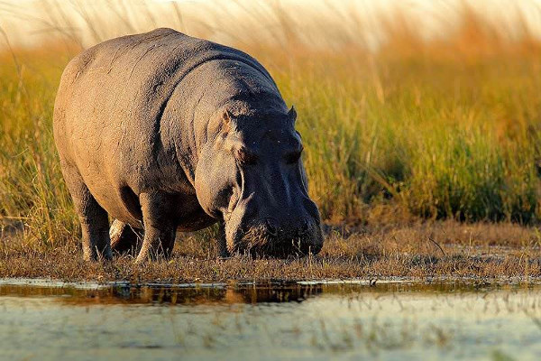 2 Days Amboseli Tour