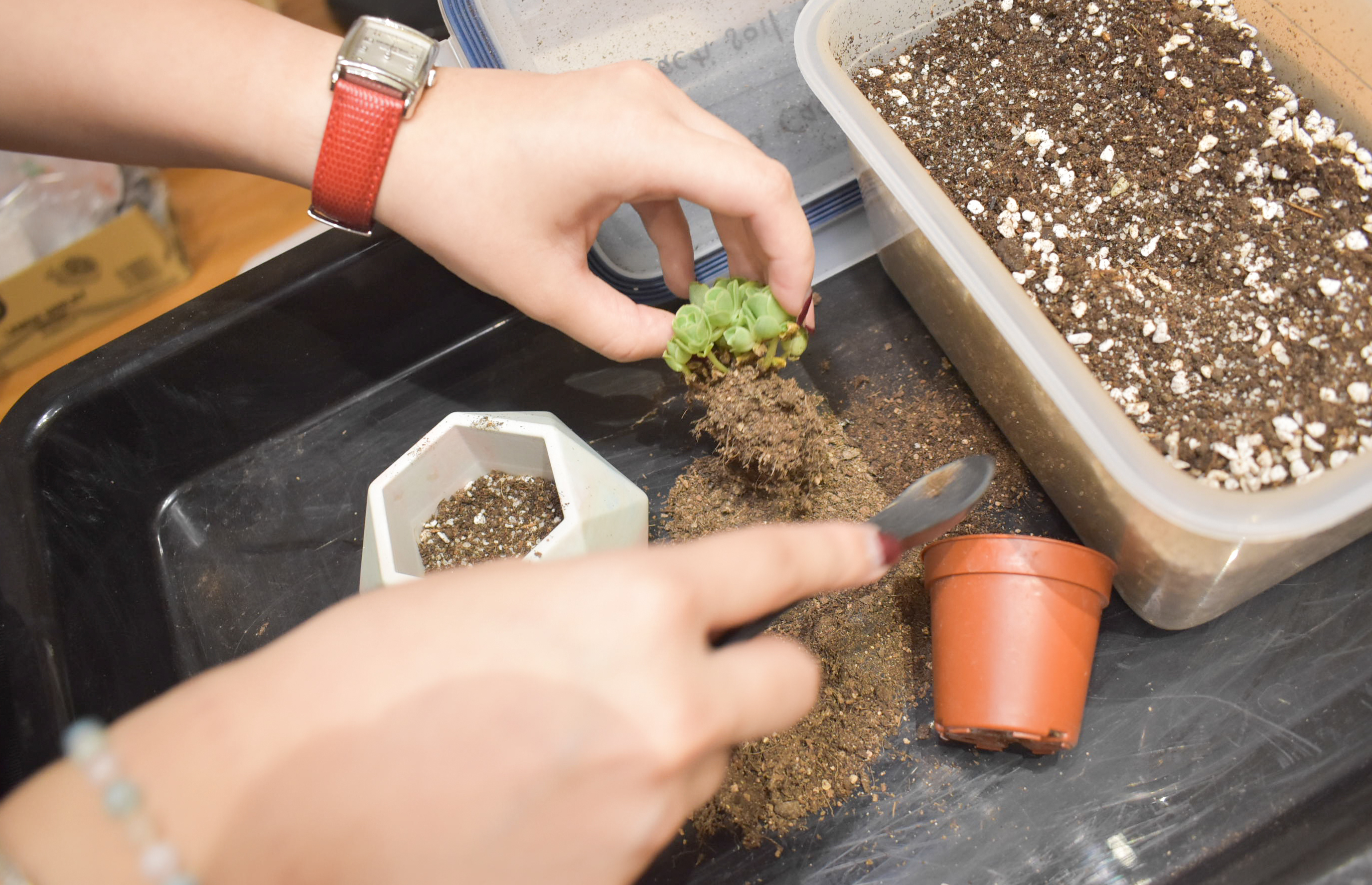 Top up a plant to go with your artwork