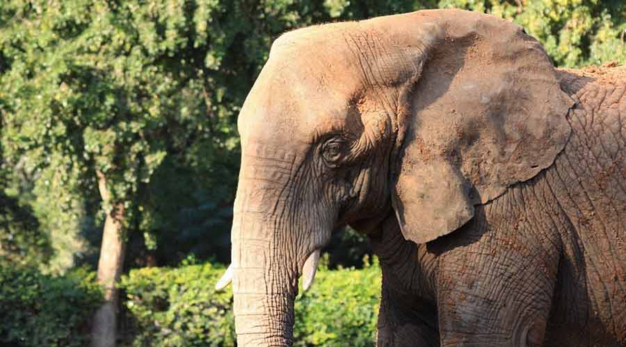 杜拜野生動物園門票