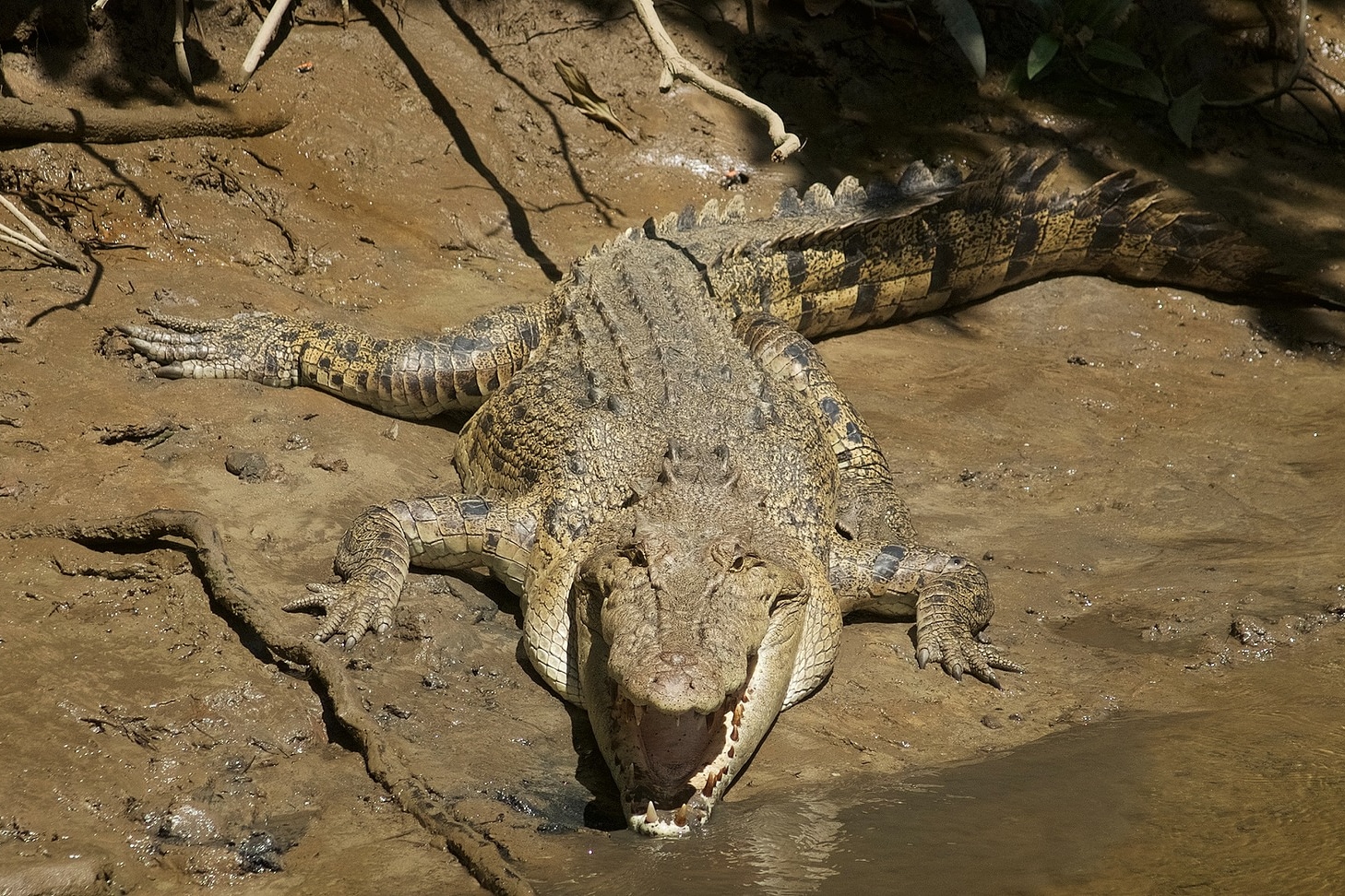 Crocodile Basking a Sighting on River Cruise