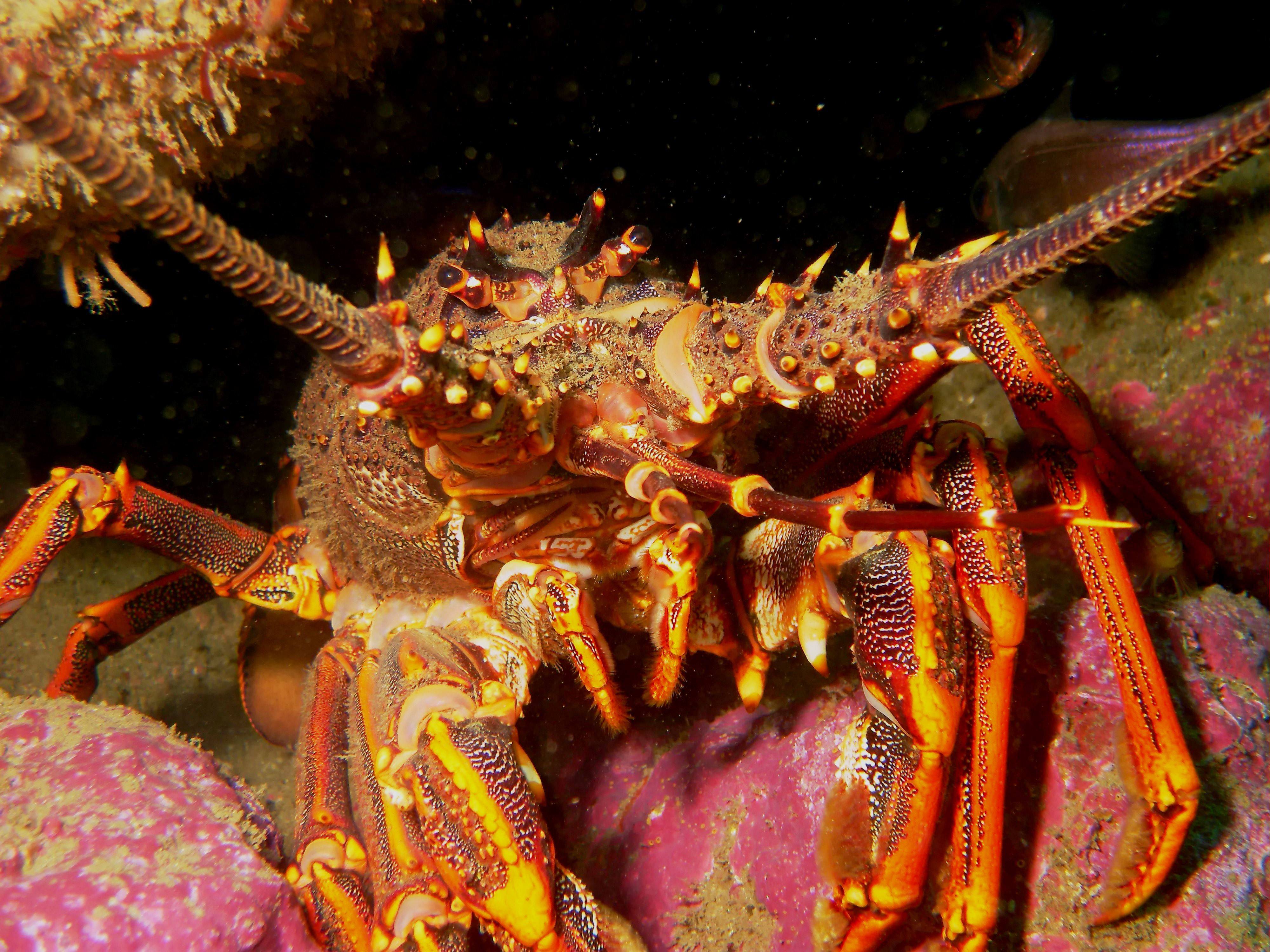 Half-Day Dive Trip in Hahei with PADI Dive Center