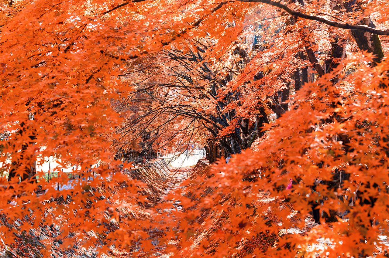 富士山山中湖單車騎行 河口湖纜車 抹茶體驗 網紅景點打卡二日遊｜4~9人精品小團｜東京/新宿出發