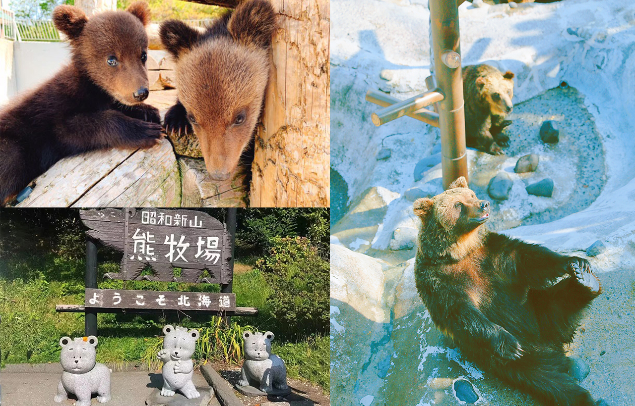 遊客可以近距離觀賞棕熊，還能體驗餵食互動，感受萌趣與自然魅力。