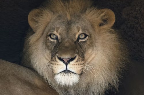 佐治亞州亞特蘭大動物園門票