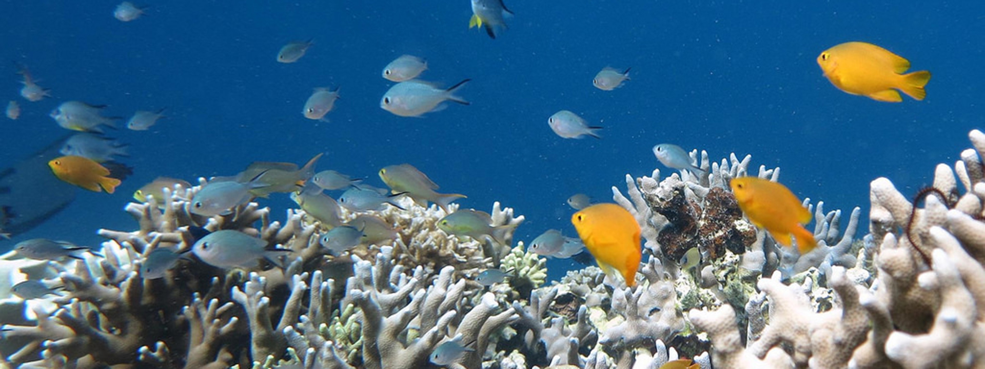 Pescador Island Snorkeling Tour