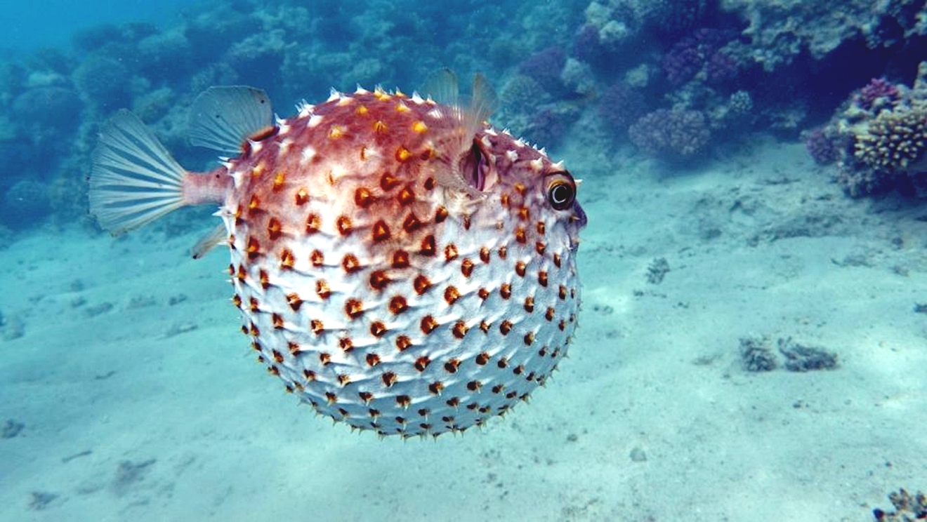 Marsa Alam Port Mubarak Snorkeling & Marine Life Tour