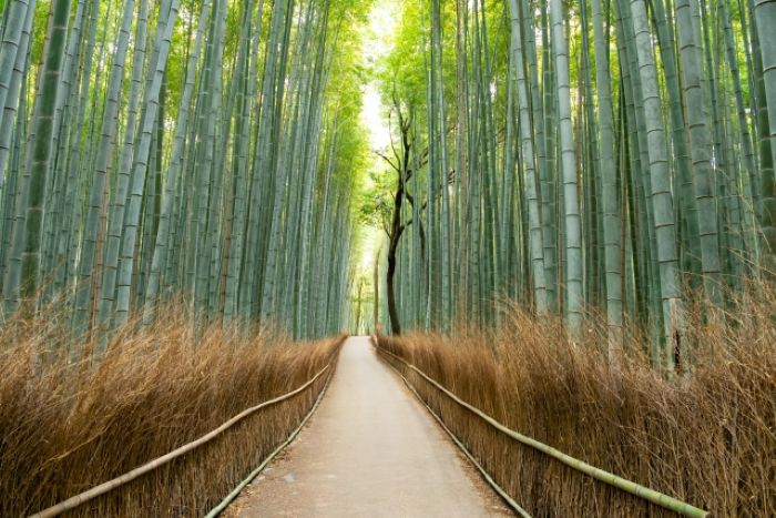 One-day tour to Japan's Victory Daruma Temple｜A popular tourist attraction in Osaka Katsuo-ji Temple・Kyoto Arashiyama・Kiyomizu-dera Temple｜Depart from Osaka