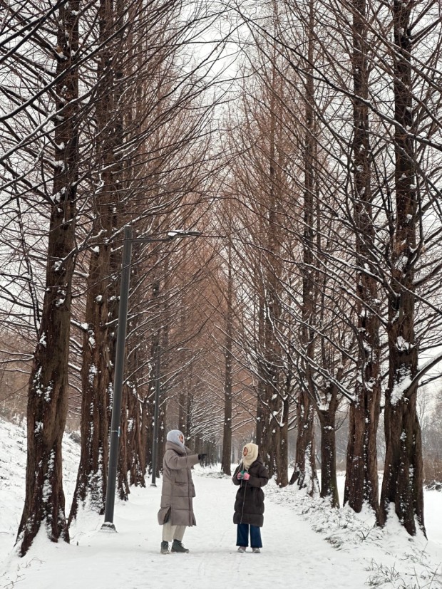 南怡島 – 樹木林立的步道，四季皆宜的絕美度假勝地。
