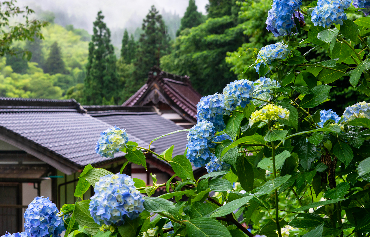 京都 | 嵐山 & 清水寺 & 柳谷觀音 & 繽紛八坂庚申堂 & 星巴克特色概念店網紅景點打卡一日遊丨大阪/京都出發