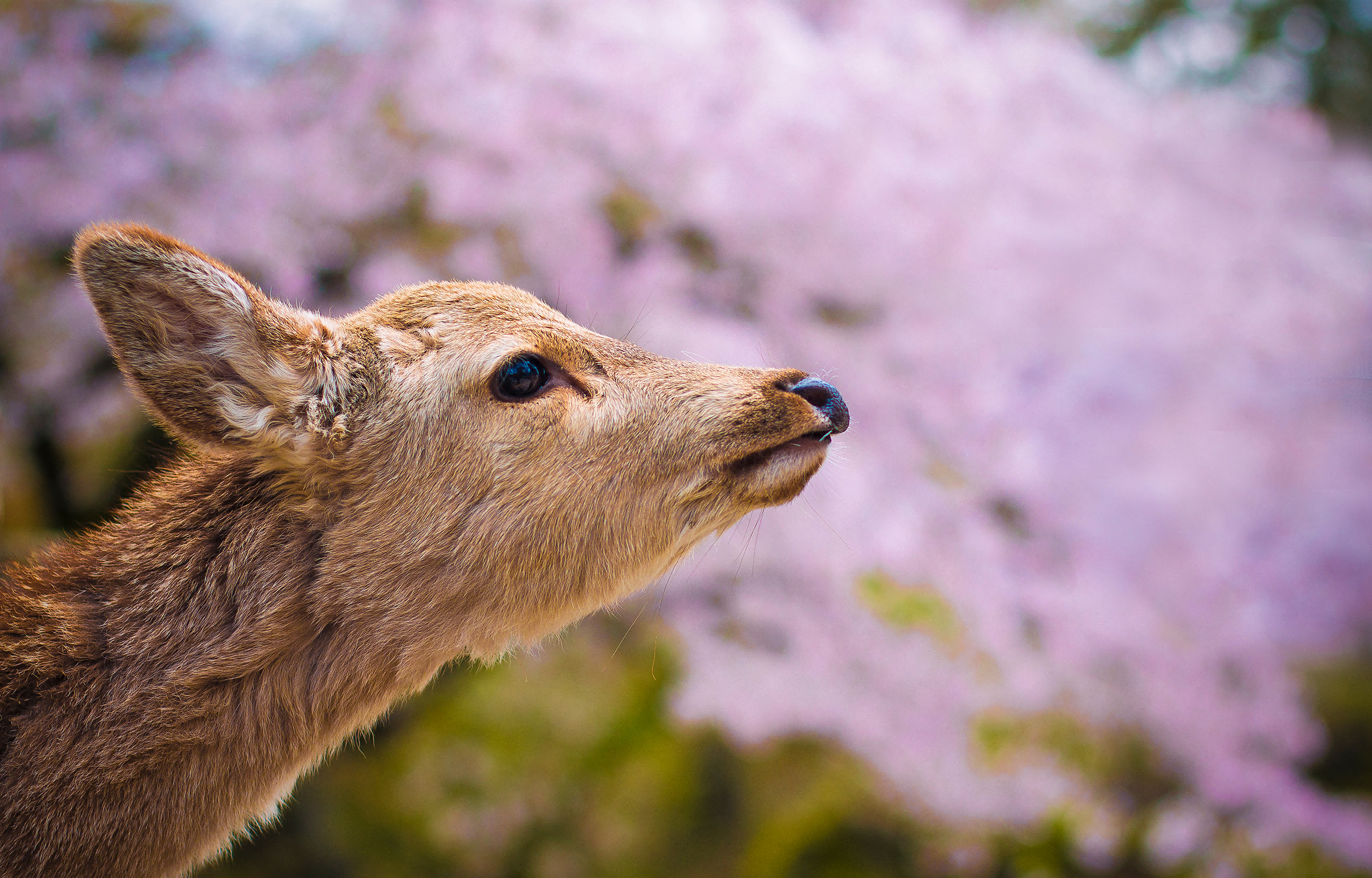 粉櫻如雪紛飛,神鹿輕踱其間,古寺硃紅映著櫻色,風過處,落櫻與鹿鳴共舞,盡是千年古都的溫柔春景。 粉櫻如雪紛飛,神鹿輕踱其間,古寺硃紅映著櫻色,風過處,落櫻與鹿鳴共舞,盡是千年古都的溫柔春景。