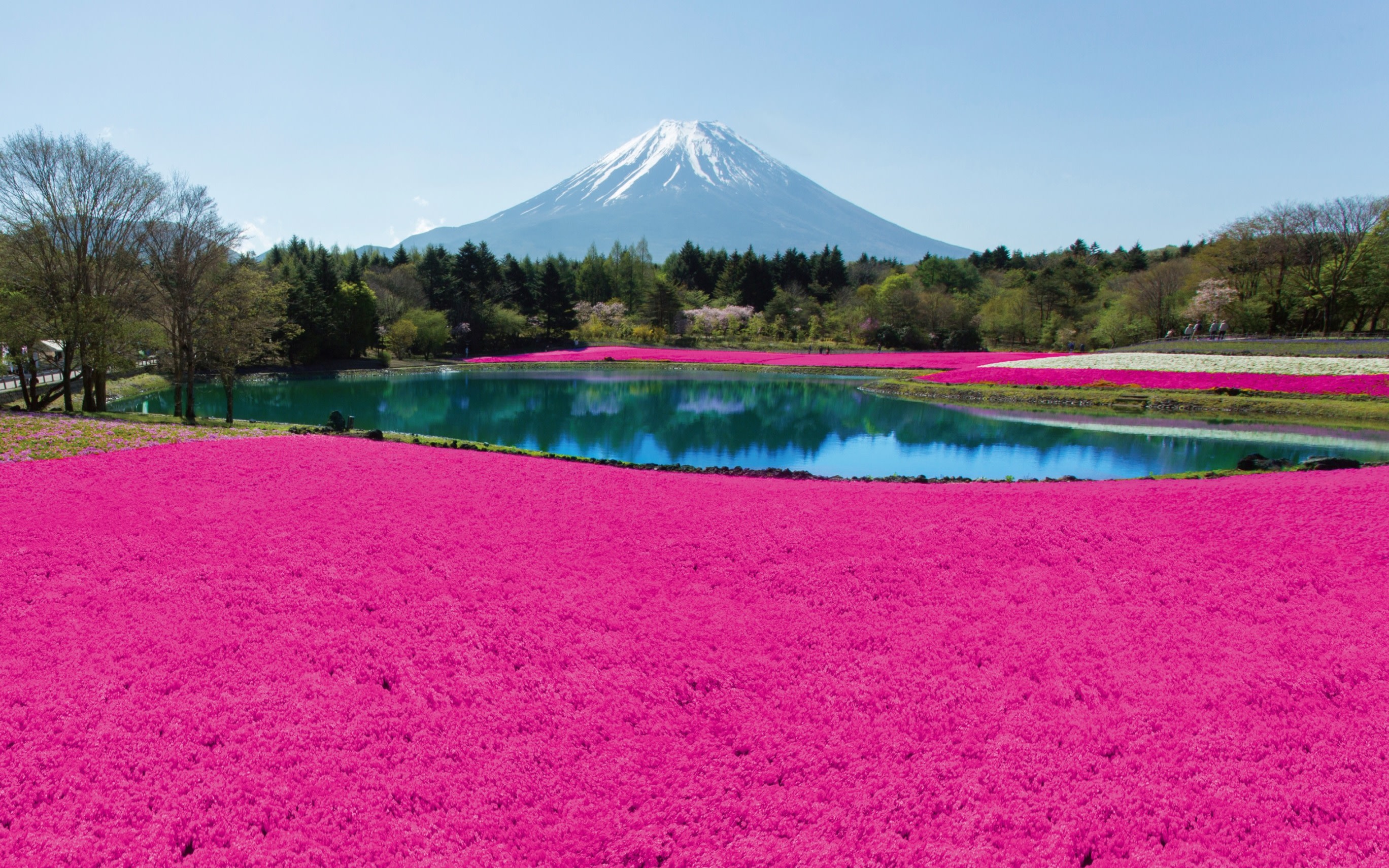 Motosuko Lake Moss Phlox Season & Lake Yamanaka Lakeside Walk & Oshino Hakkai & Fruit Picking Experience Day Trip from Tokyo Ginza