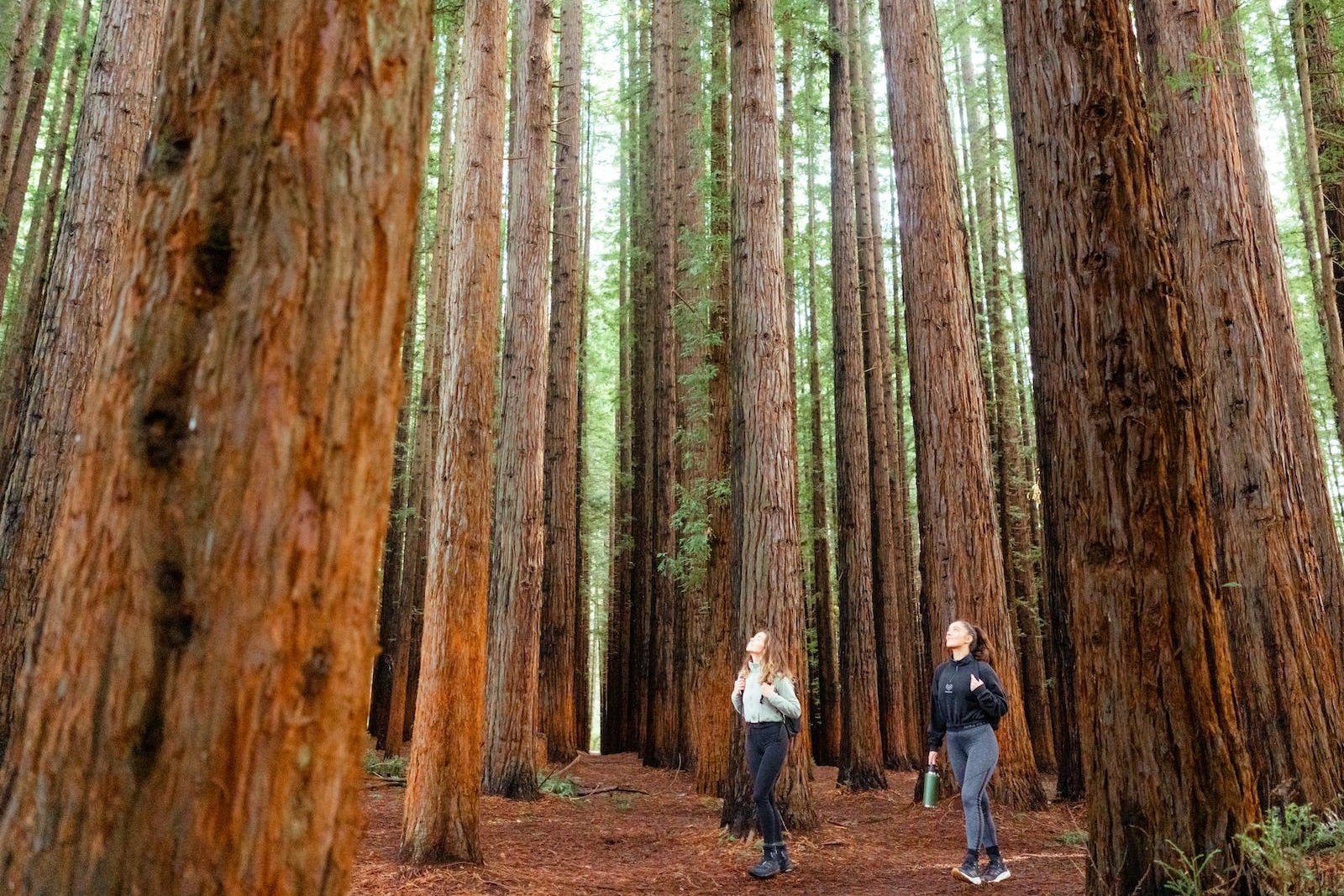 Yarra Valley Wine and Redwoods Tour