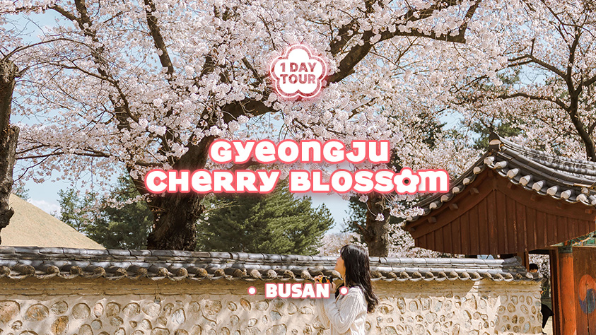 Gyeongju Cherry Blossom One day Tour from Busan