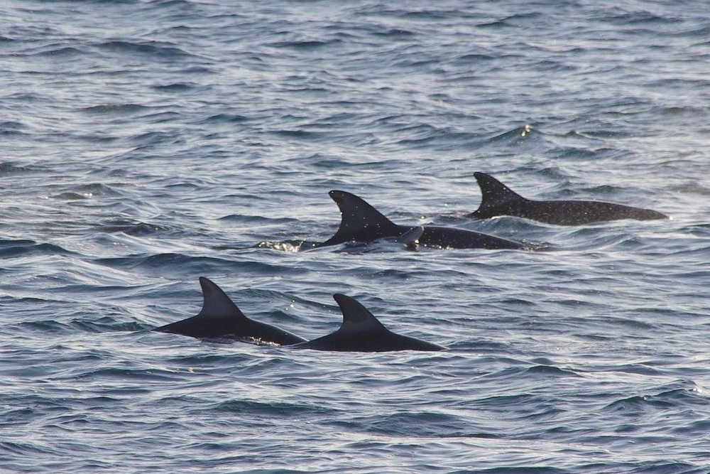 Whale Watching Cruise in Kalbarri