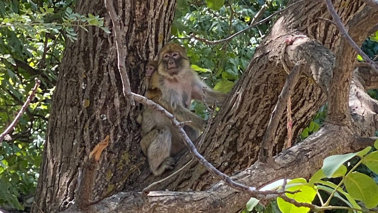 From Marrakech: day trip to the Ourika Valley in the Atlas Mountains