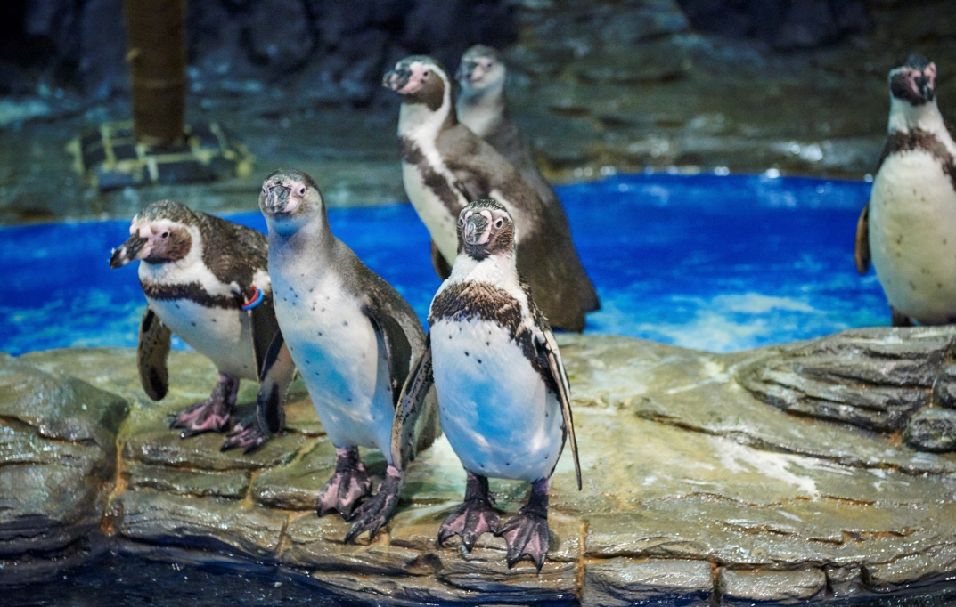 一山韓華 Aqua Planet 水族館門票