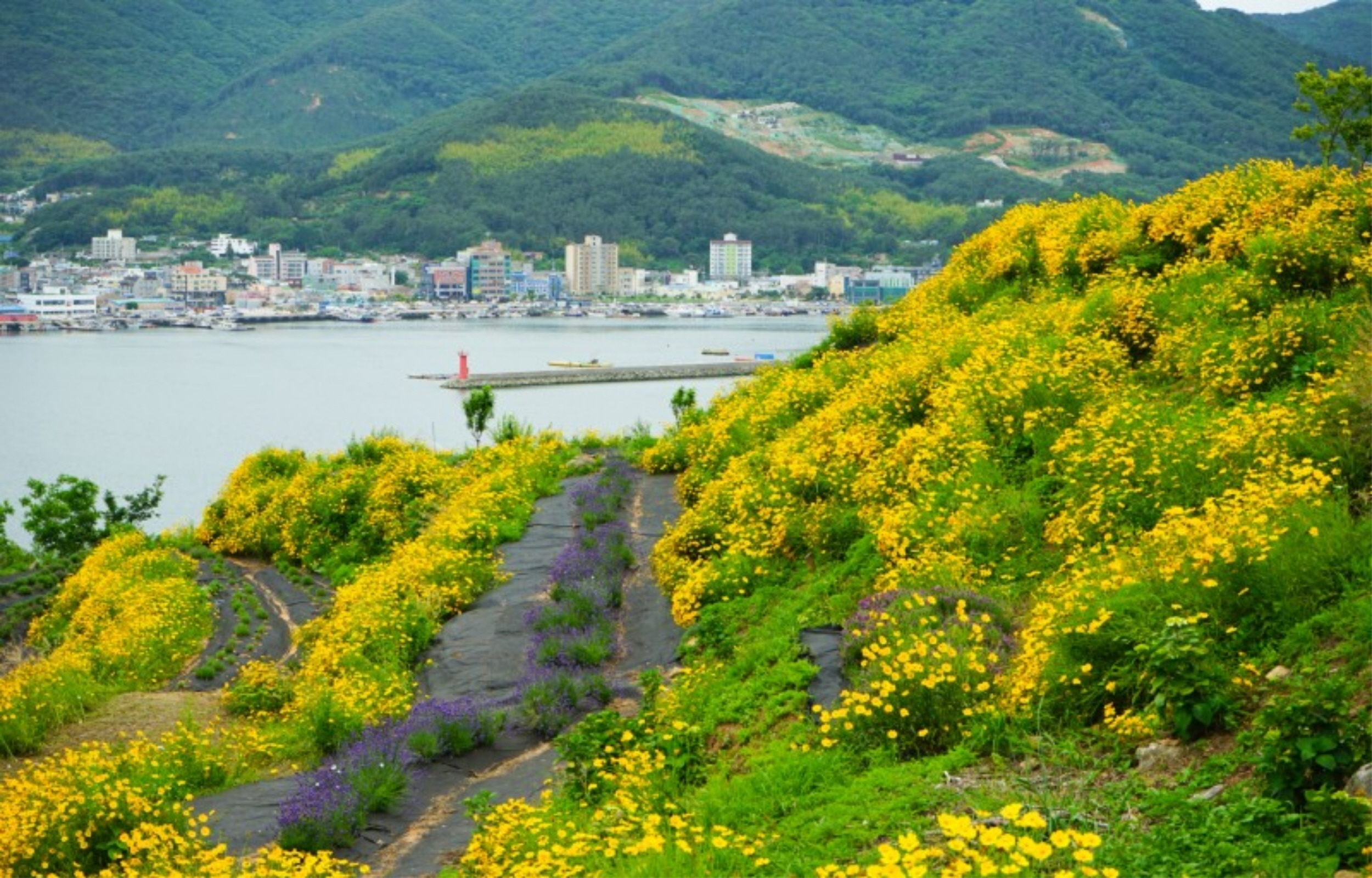 Geoje Marina Yacht and Flower Park Day Tour