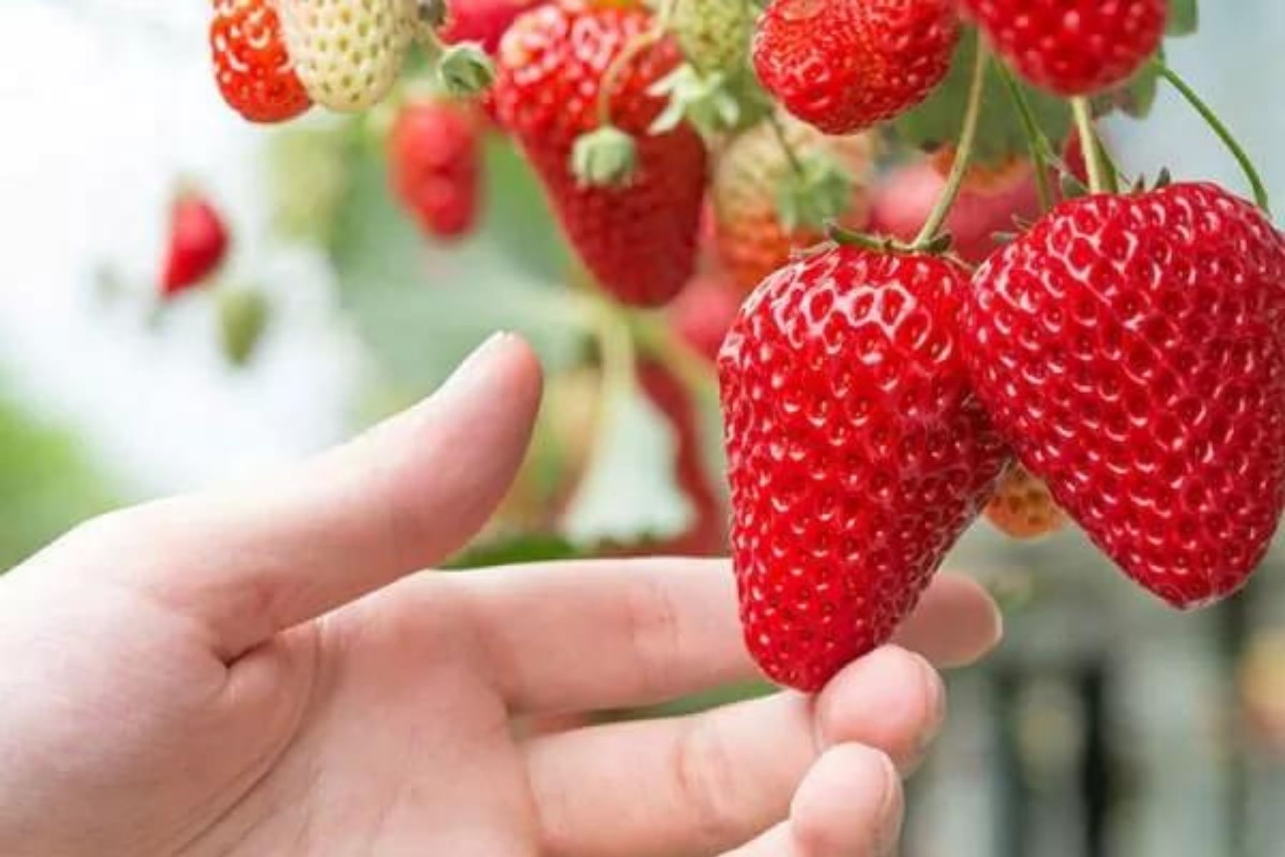 靜岡當地溫暖氣候的酸甜草莓，一邊採摘當季的美味草莓及享用