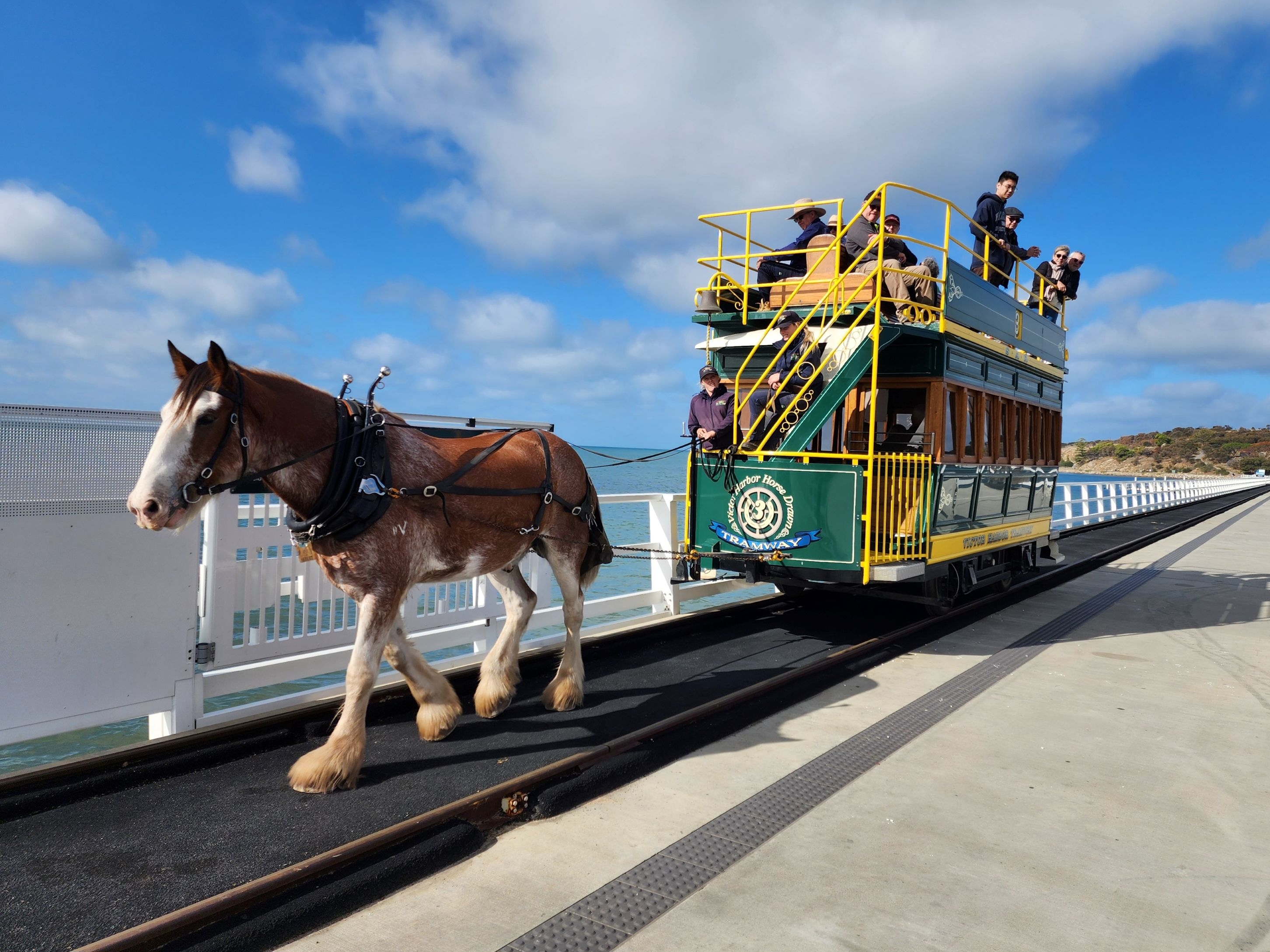 Victor Harbor Wildlife and Ocean Explorer Tour