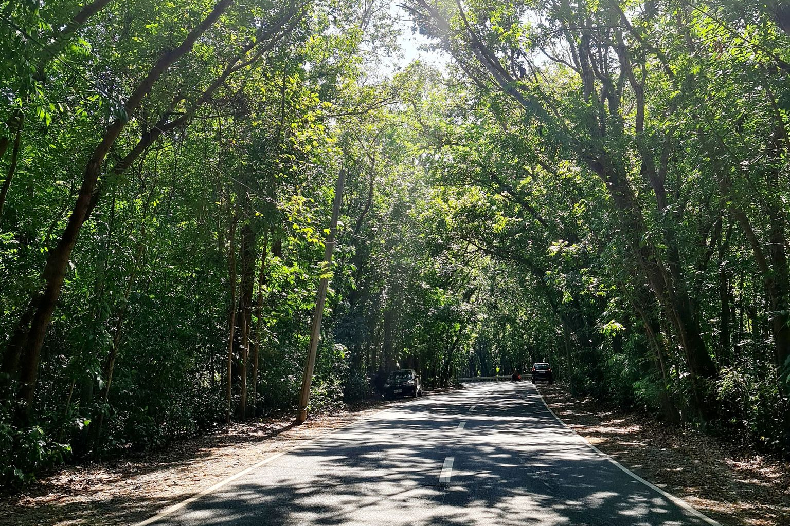 Paraoir Man Made Forest