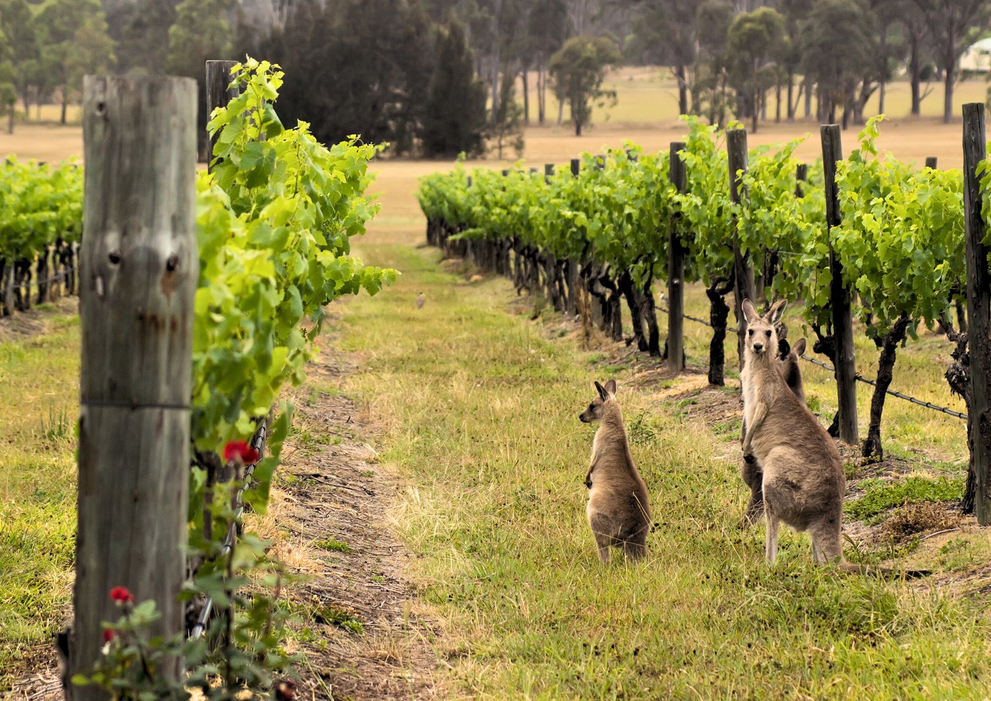獵人谷（Hunter Valley）美酒、巧克力品嚐和午餐全包遊